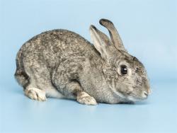Shelter Stray Female Other last seen RURAL RD AND GUADALUPE RD, 5501 E Van Buren St, Phoenix, AZ 85008, USA
