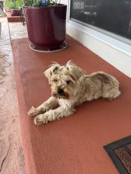 Reunited Male Dog last seen Putnam street, Antioch, Antioch, CA 94509