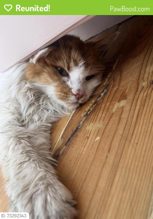 Reunited Unknown Cat last seen barracks hill, Newport, Wales 