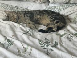 Lost Male Cat last seen Unknown, Bishop's Castle, England 
