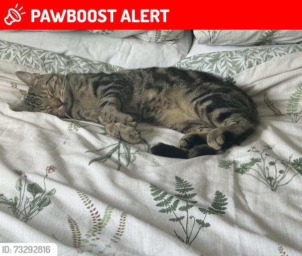 Lost Male Cat last seen Unknown, Bishop's Castle, England 