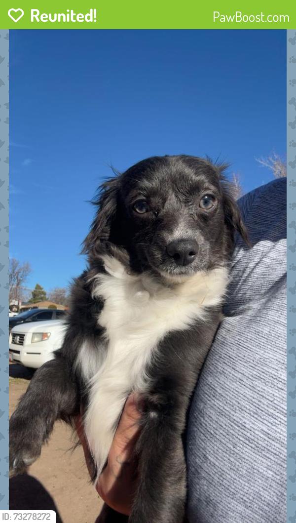 Reunited Female Dog last seen West Florida & south xavier, Denver, CO 80219