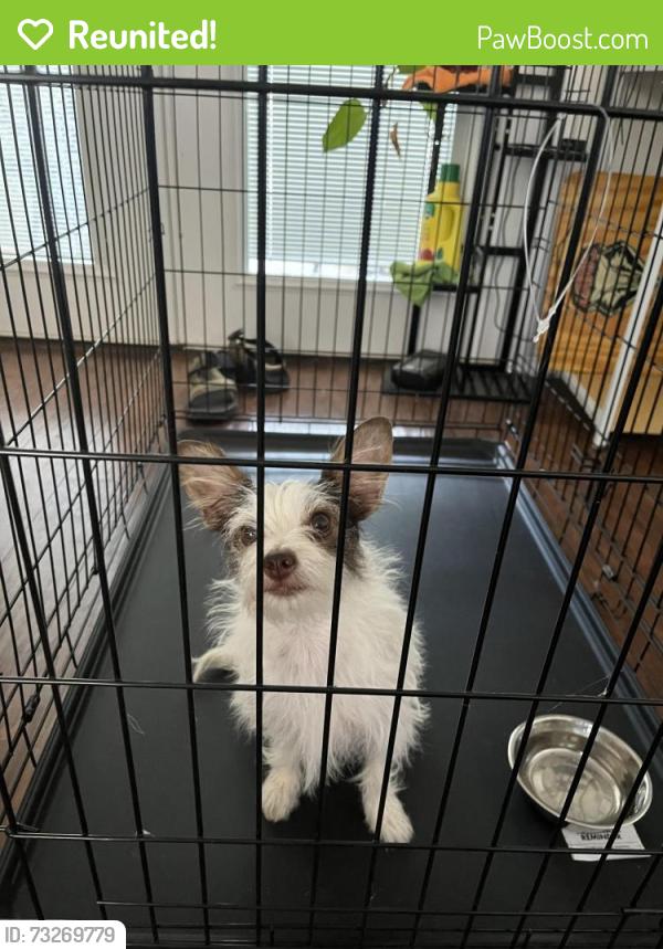 Reunited Female Dog last seen Hannett and Morris, Albuquerque, NM 87112