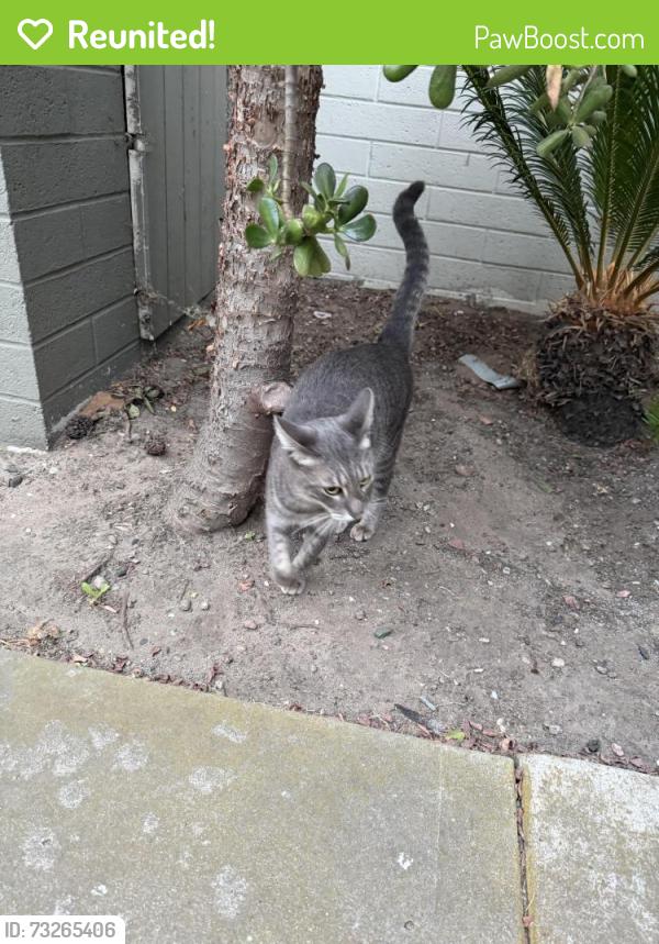 Reunited Male Cat last seen Grand and Jewel, San Diego, CA 92109