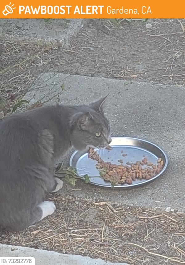 Found/Stray Unknown Cat last seen 147th and Roxton, Gardena, Gardena, CA 90249