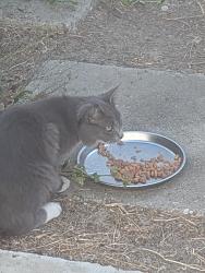 Found/Stray Unknown Cat last seen 147th and Roxton, Gardena, Gardena, CA 90249
