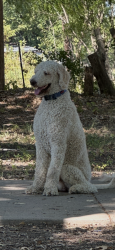 Reunited Male Dog last seen Washington high school, Conroe, TX 77301