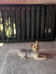 Lost Male Dog last seen Near university and the 202, Mesa, AZ 85207