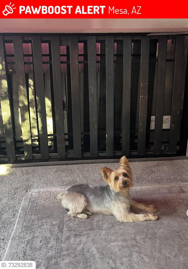 Lost Male Dog last seen Near university and the 202, Mesa, AZ 85207