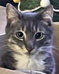 Lost Male Cat last seen Near hattaway dr Altamonte Springs, Altamonte Springs, FL 32701