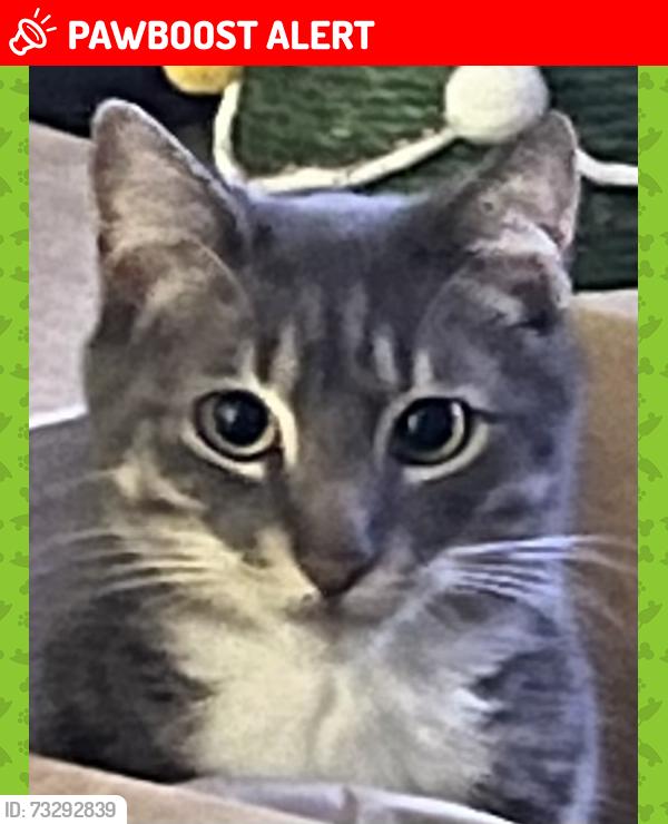 Lost Male Cat last seen Near hattaway dr Altamonte Springs, Altamonte Springs, FL 32701