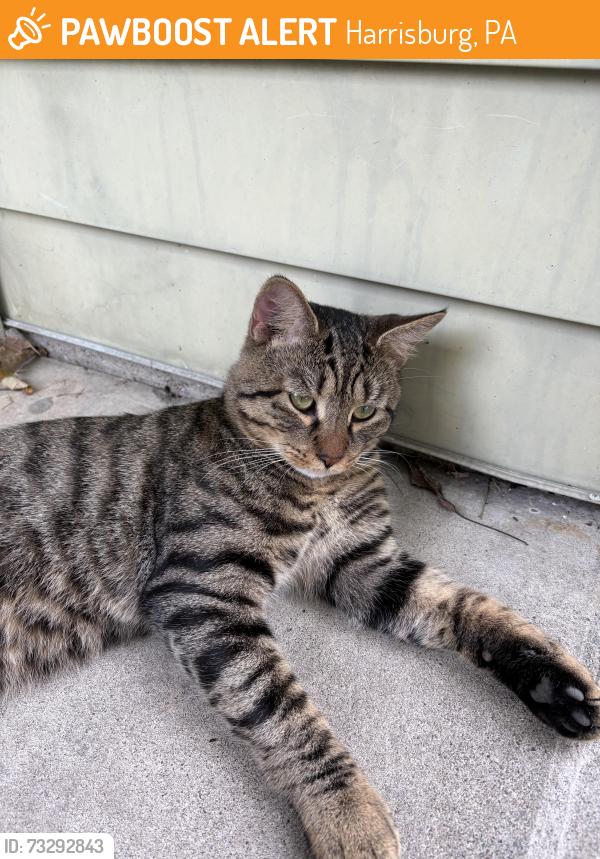Rehomed Male Cat last seen Canby Street, Harrisburg, PA 17109