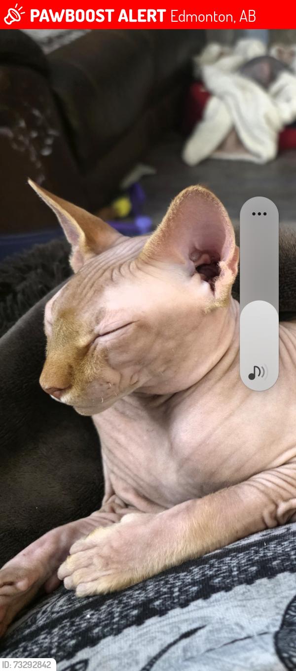 Lost Male Cat last seen Near st near Hammond cres, Edmonton, AB 
