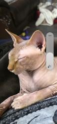 Lost Male Cat last seen Near st near Hammond cres, Edmonton, AB 