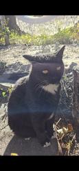 Lost Male Cat last seen Boucherie and Gellatly, Westbank, BC V4T 1R4
