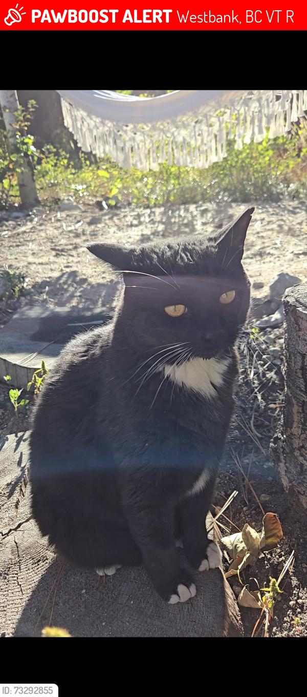 Lost Male Cat last seen Boucherie and Gellatly, Westbank, BC V4T 1R4
