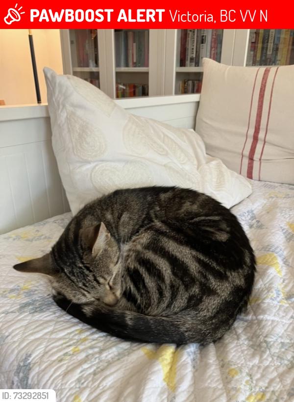 Lost Female Cat last seen Fisherman’s Wharf, Victoria, BC V8V 1N2