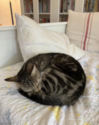 Lost Female Cat last seen Fisherman’s Wharf, Victoria, BC V8V 1N2