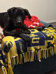 Reunited Female Dog last seen M-66 and M-78, Battle Creek, MI 49014