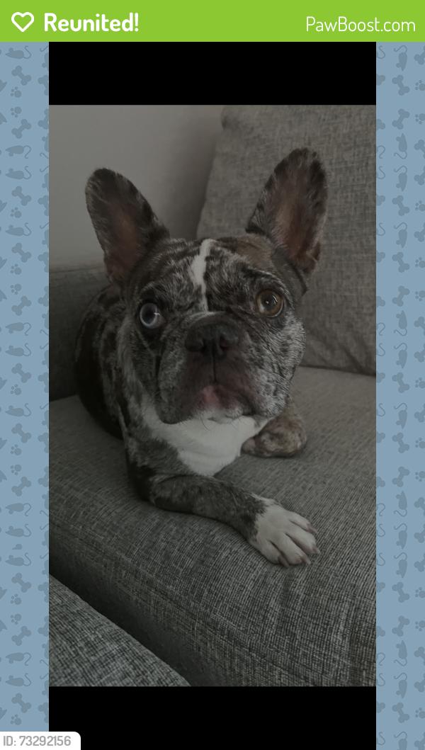Reunited Female Dog last seen 99th Ave and Camelback, Glendale, AZ 85307
