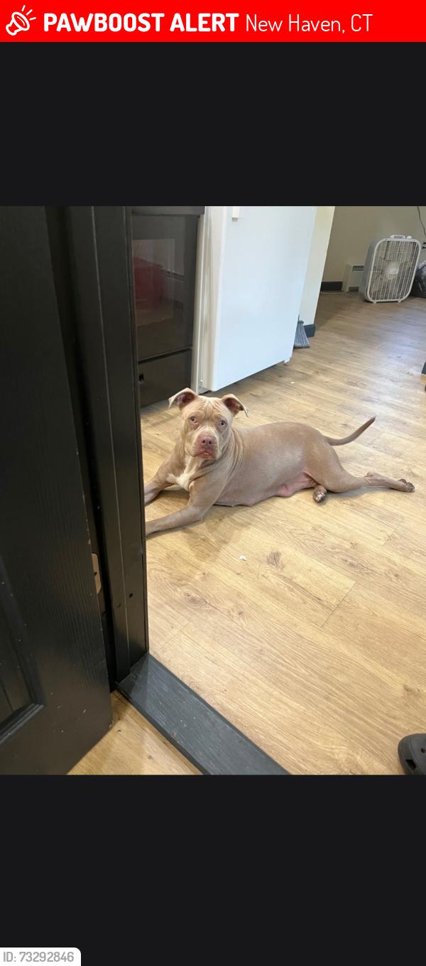 Lost Female Dog last seen Down the street from the 2-4, New Haven, CT 06511