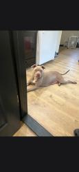 Lost Female Dog last seen Down the street from the 2-4, New Haven, CT 06511