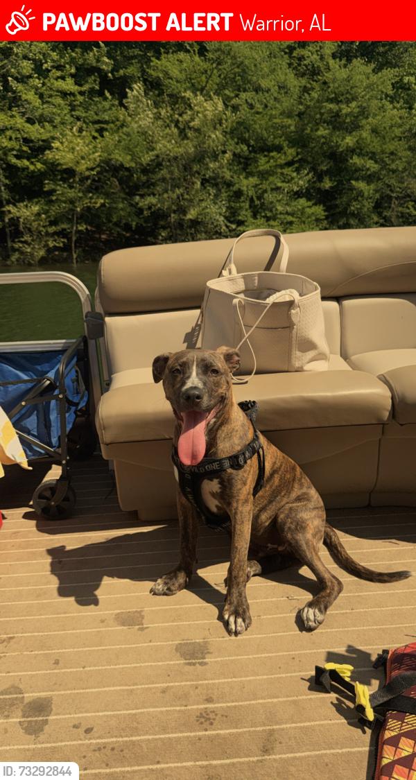 Lost Male Dog last seen Smokerise, Warrior, AL 35180
