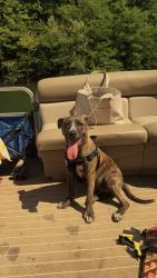 Lost Male Dog last seen Smokerise, Warrior, AL 35180