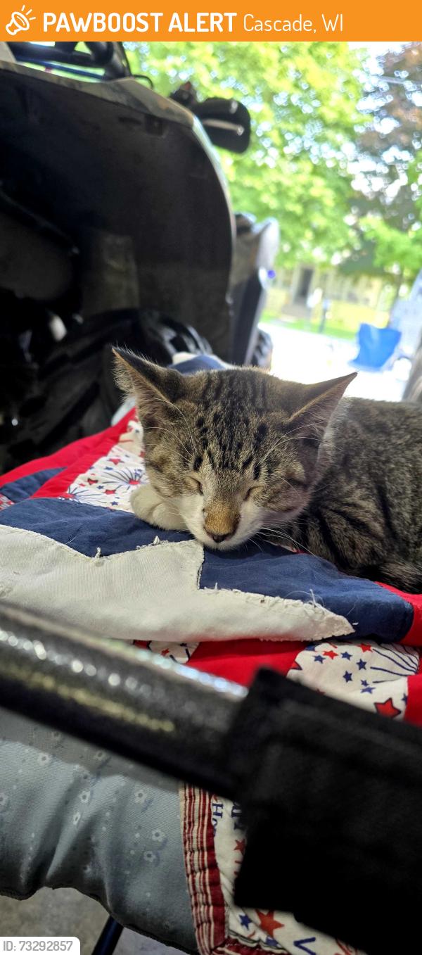 Found/Stray Male Cat last seen Park, Cascade, WI 53011
