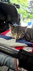 Found/Stray Male Cat last seen Park, Cascade, WI 53011