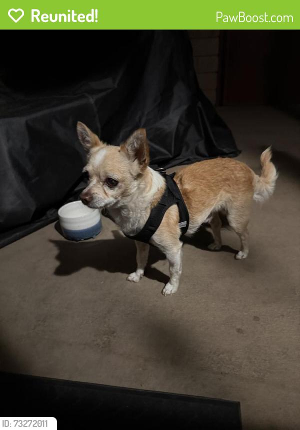 Reunited Male Dog last seen E Cienega Ave, Covina, CA, USA, Covina, CA 91722