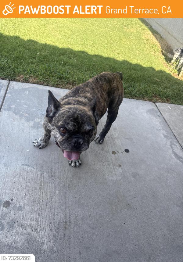 Found/Stray Male Dog last seen raven way, Grand Terrace, CA 92313