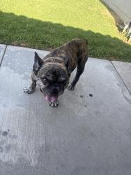 Found/Stray Male Dog last seen raven way, Grand Terrace, CA 92313