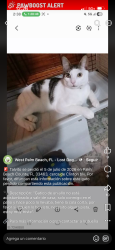Lost Male Cat last seen Clinton blv, Palm Beach County, FL 33463