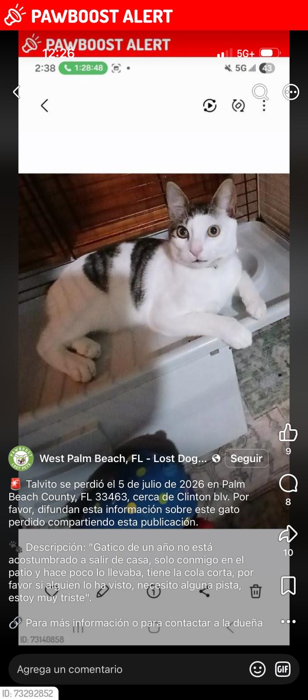 Lost Male Cat last seen Clinton blv, Palm Beach County, FL 33463