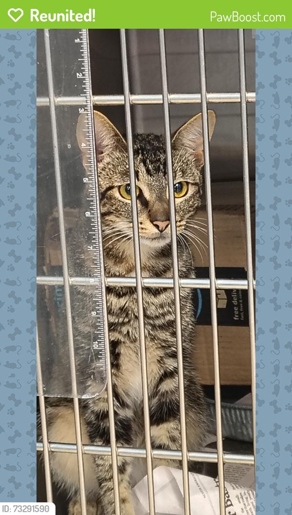 Reunited Male Cat last seen Chapel bend, New Braunfels, TX 78130