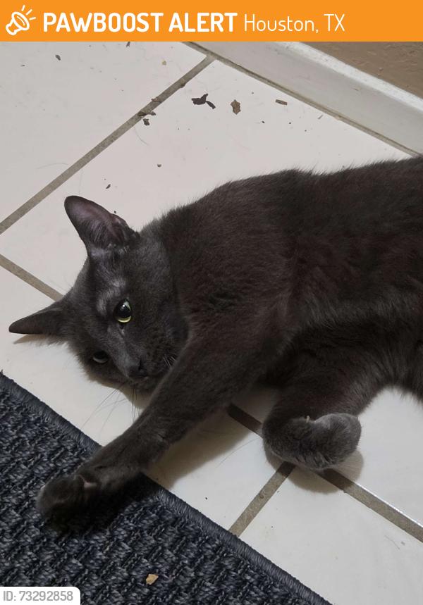 Found/Stray Male Cat last seen Near, Houston, TX 77062