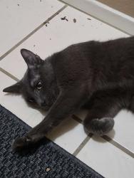 Found/Stray Male Cat last seen Near, Houston, TX 77062