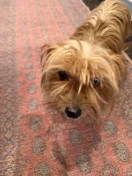 Reunited Female Dog last seen DeSoto and Lake Ave Downtown Clermont, Clermont, FL 34711