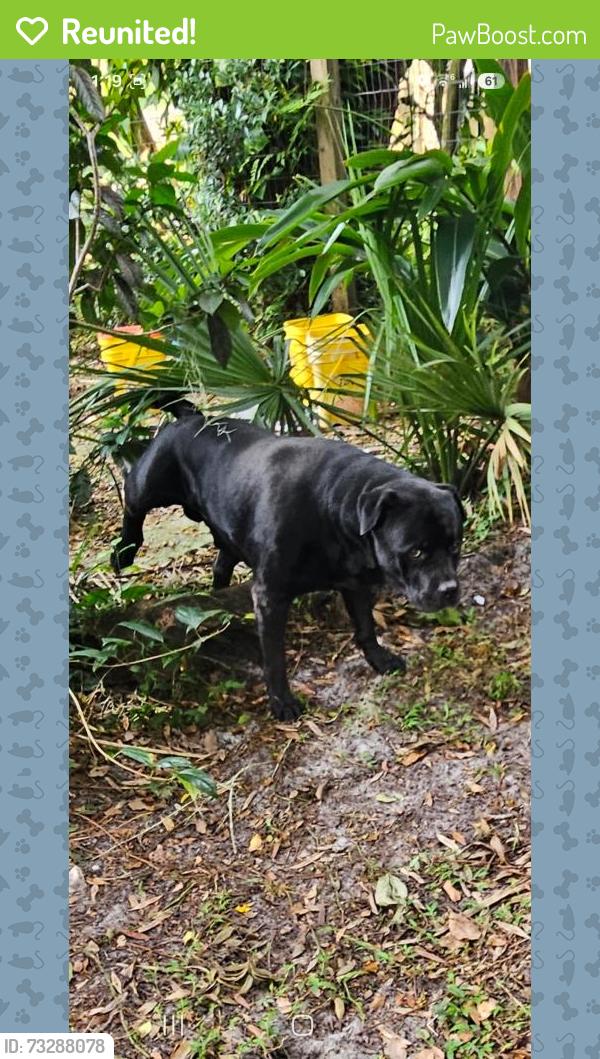 Reunited Male Dog last seen Rich ave and boundary, DeLand, FL 32720