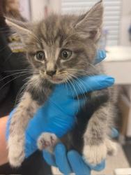 Shelter Stray Male Cat last seen E Maine Ave, Bessemer City, NC, 1491 Business Park Ct, Gastonia, NC 28052, USA