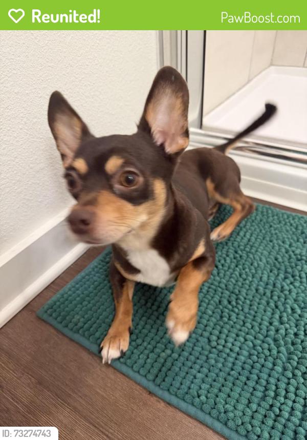 Reunited Male Dog last seen Near Hilltop Groves Blvd, Clermont, FL 34711, USA, Clermont, FL 34711
