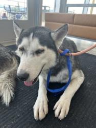 Shelter Stray Male Dog last seen breckenridge & eagle ranch dr, North District, TX, 355 Hillshire Dr, Haslet, TX 76052, USA