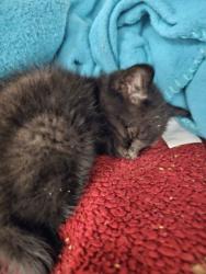 Shelter Stray Male Cat last seen Near N Edgewood, 21229, MD, 2490 Giles Rd, Baltimore, MD 21225, USA