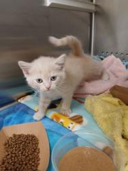 Shelter Stray Male Cat last seen Near Edmondson Ave, 21201, MD, 2490 Giles Rd, Baltimore, MD 21225, USA