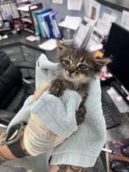 Shelter Stray Male Cat last seen Near Bear Hole rd, Vanceboro, NC, 1639 Old Airport Rd, New Bern, NC 28562, USA