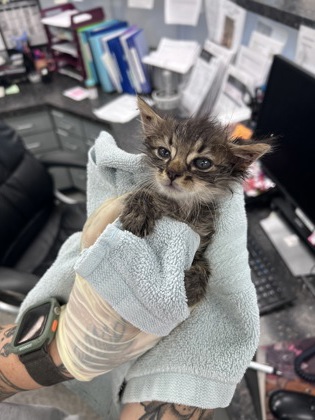 Shelter Stray Male Cat last seen Near Bear Hole rd, Vanceboro, NC, 1639 Old Airport Rd, New Bern, NC 28562, USA
