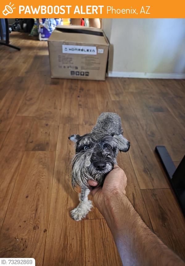 Found/Stray Male Dog last seen Shadow Mountian Apartmemts, Phoenix, AZ 85029