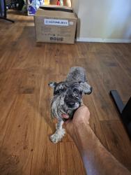 Found/Stray Male Dog last seen Shadow Mountian Apartmemts, Phoenix, AZ 85029