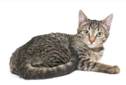 Reunited Female Cat last seen Near Beltway Dr, Addison, TX 75001, Addison, TX 75001